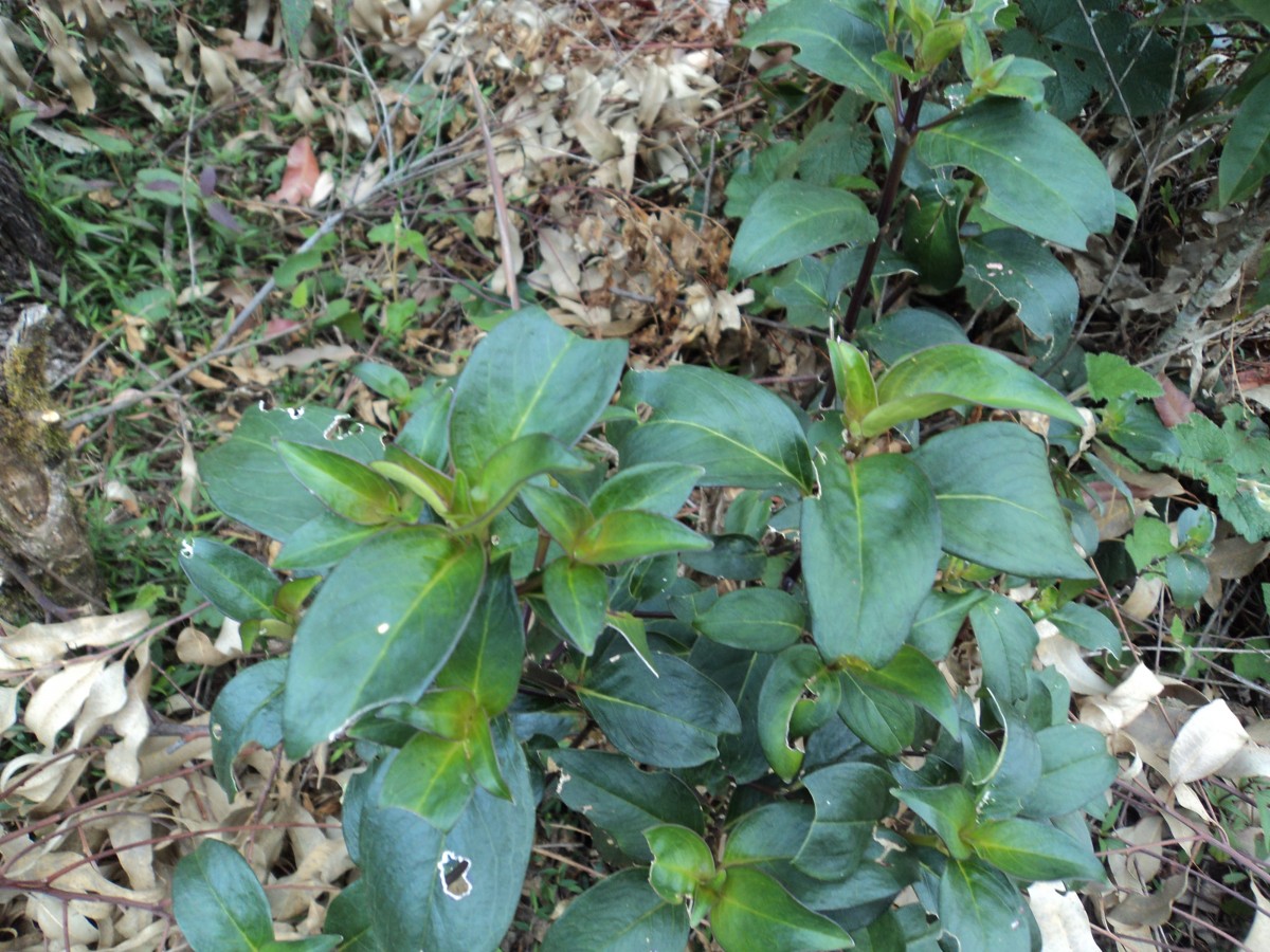 Hedyotis trimenii var. trimenii Deb & Ratna Dutta